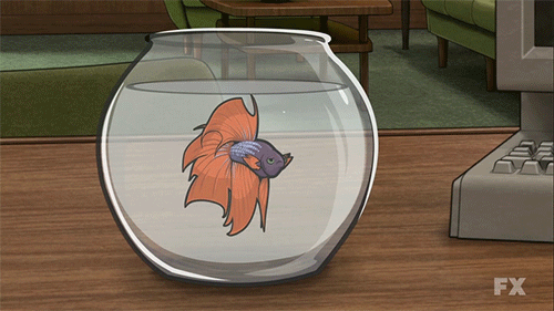 archer-fish